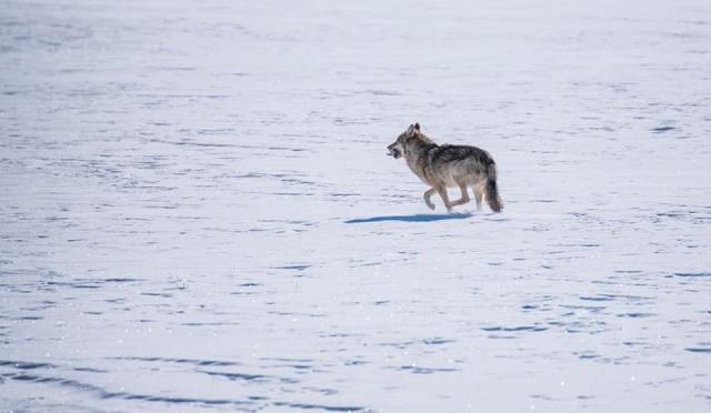 Uzaktan görüp yanına kadar gittiler! Ardahan'da buz tutmuş göldeki aç kurt vatandaşları heyecanlandırdı