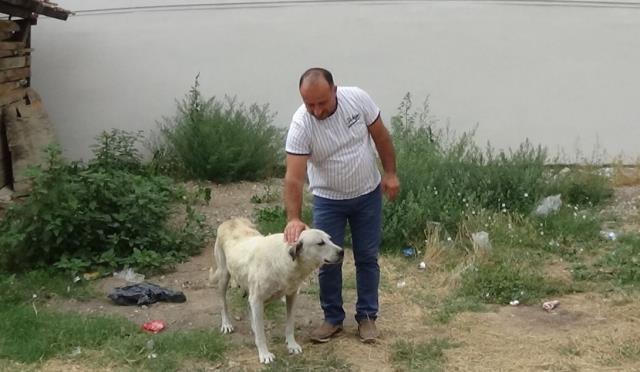 Tokat'tan dükkan önünde 45 dakika bekleyen köpeğin sırrı ortaya çıktı