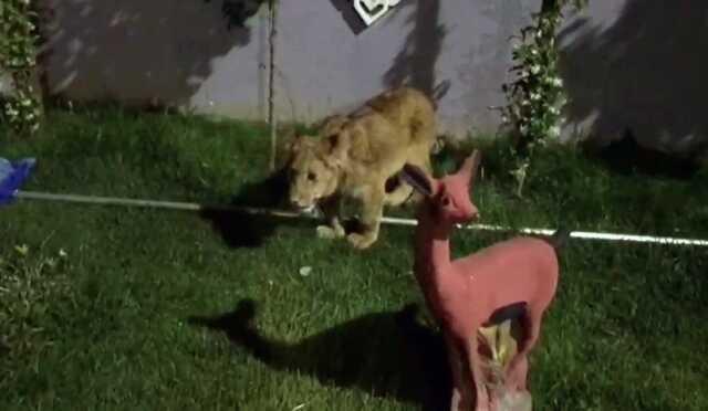 Villaya kaçakçılık operasyonu! Piton yılanı, aslan ve maymun ele geçirildi