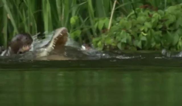 Dev timsah çantada keklik sanıp anne su samuru ve yavrularına saldırdı, sonra olanları kimse tahmin edemiyor