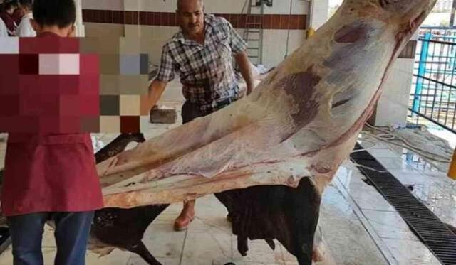 Kurban eti nasıl pay edilir, nasıl dağıtılır? Kurban etinin hangi tarafı dağıtılır?