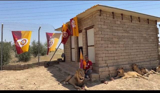Galatasaraylı taraftar, şampiyonluğu aslanlarıyla kutladı! Aslanlara verdiği isim dikkat çekti