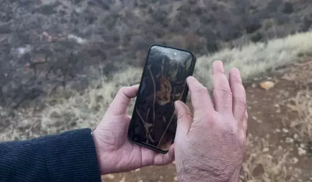 Ağaçtaki Anadolu Parsı değilmiş! Gerçek sonradan ortaya çıktı