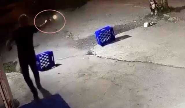 Dehşete düşüren görüntü! Tartıştığı mekan sahibinin ağaca bağlı köpeğine bir şarjör mermi sıktı