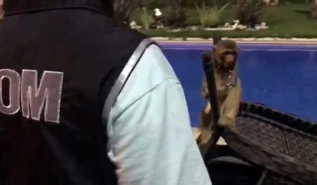 Villaya kaçakçılık operasyonu! Piton yılanı, aslan ve maymun ele geçirildi