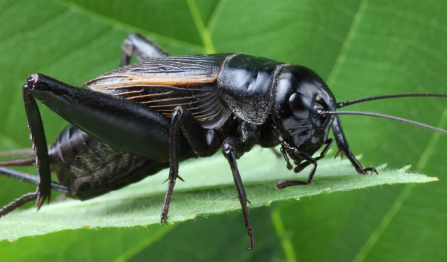 Cırcır böceği neden öter? Cırcır böcekleri neden sürekli öter?