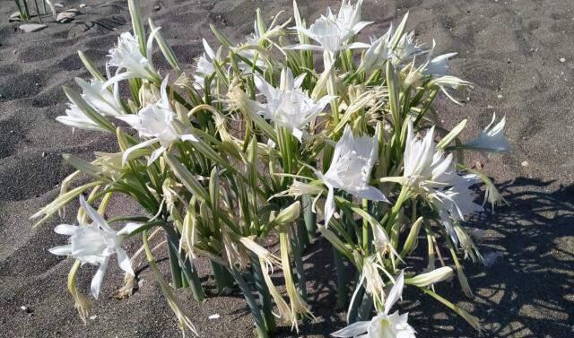 Yılda bir defa açan kum zambaklarını koparmanın cezası 80 bin lira