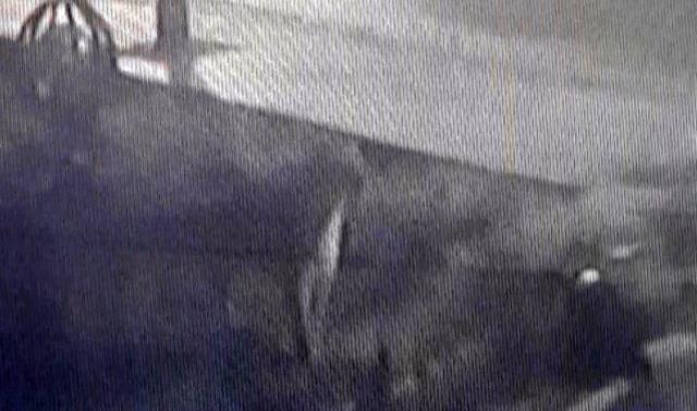 Ankara'da aslan paniği: Hayvanat bahçesinden kaçan köpekmiş