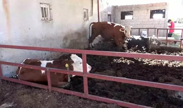 Ahırda büyük rezillik: Kimse görmüyor sandı ama kamera kayıttaydı