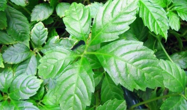 Ölümsüzlük otu nedir? Ölümsüzlük otu faydaları neler? Ölümsüzlük otu nasıl kullanılır?