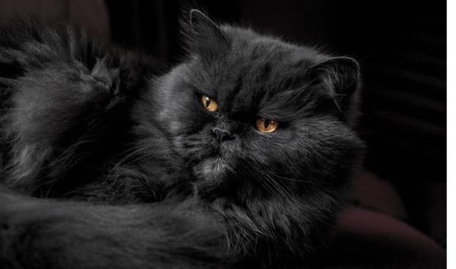 Rüyada kedi görmek ne anlama gelir, neye işarettir? Rüyada kedinin ısırması anlamı nedir?
