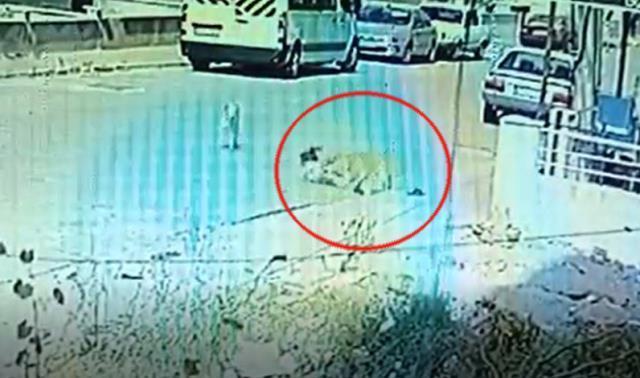 3 gün arayla aynı köpek 2 kardeşi ısırdı! O anlar kamerada