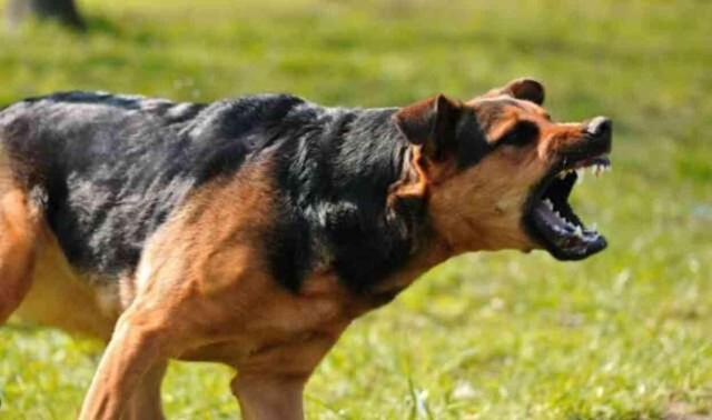 Ötenazi ne demek? Sokak köpeklerine ne yapılacak?