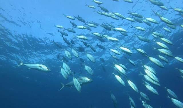 Denizin dibinde heyecanlandıran anlar! Balıkların yaptığı hareket Türk profesörü mest etti
