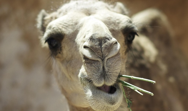 Deve eti kaç TL? Deve eti ucuz mu, pahalı mı?