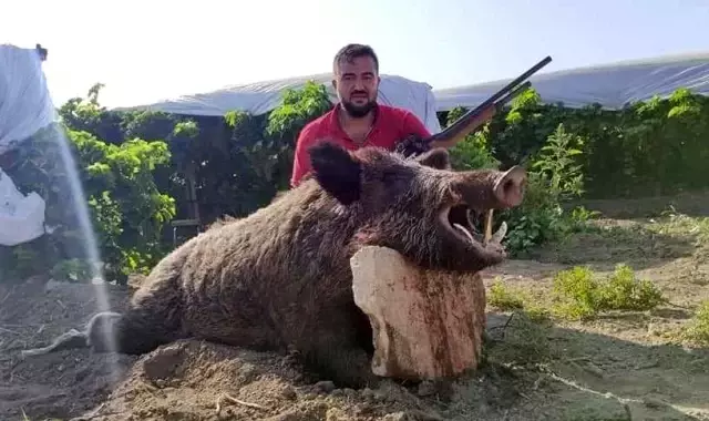 Köylünün kabusu haline gelen 300 kiloluk dev domuz, avcılar tarafından vuruldu