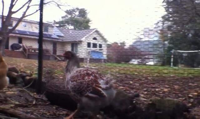 Tavuk kümesine giren adam, diğerlerinden farklı olan yumurtayı görünce şaşkınlığa uğradı