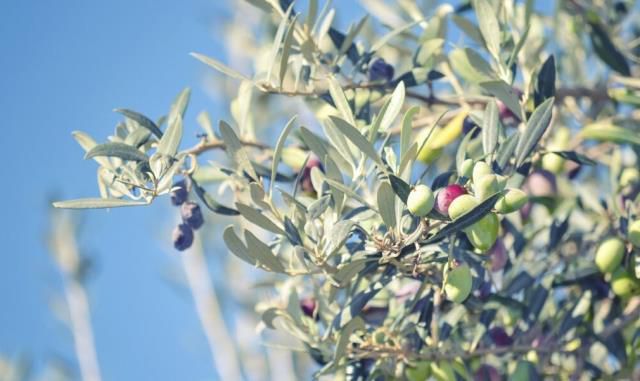 Rüyada siyah zeytin görmek ne anlama geliyor? Rüyada tabakta siyah zeytin görmek nedir? Rüyada ağaçta siyah zeytin görmek ne demek?