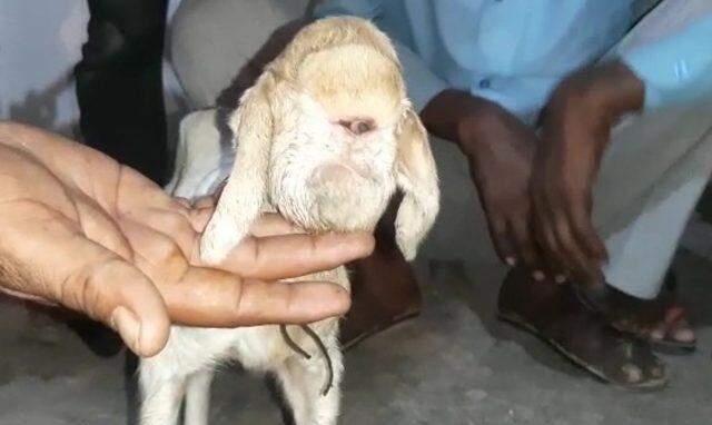 Ahıra giren çiftçi gördüğü manzara karşısında hemen yetkilileri çağırdı! Tek gözlü keçi hayrete düşürdü