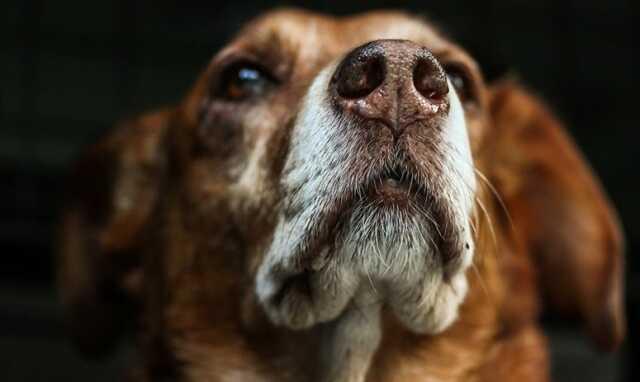 Kuduz nedir, belirtileri ne? Kuduz aşısı ne zaman yapılır? Kuduz tedavisi var mı, hangi hayvanlardan bulaşır?