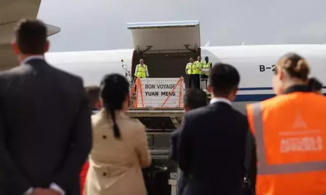 Fransa'da Doğan İlk Dev Panda, Çin'e İade Edildi