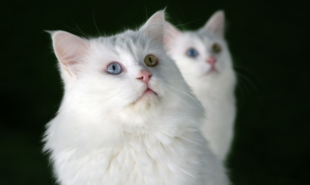 17 Şubat ne günü? Bugün ne günü? Tarihte bugün ne oldu?