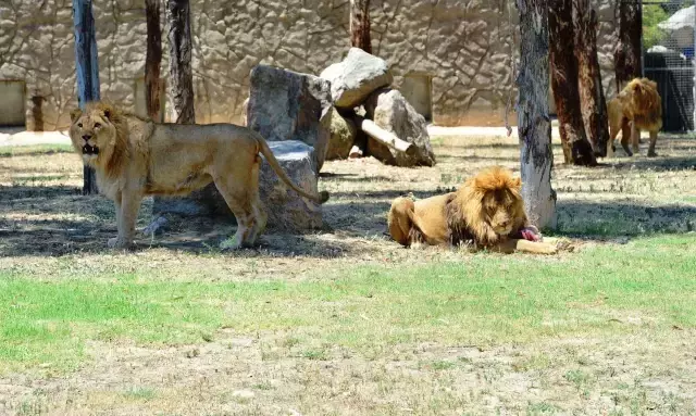 İzmir'de Koruma Altındaki Genç Aslan 'Pars', Yetişkin Aslan Tarafından Öldürüldü