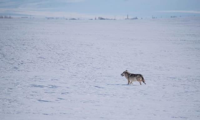 Uzaktan görüp yanına kadar gittiler! Ardahan'da buz tutmuş göldeki aç kurt vatandaşları heyecanlandırdı