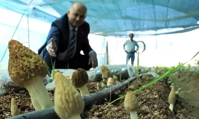 Türkiye'de ilk defa üretimi yapıldı! Tazesinin kilosu 400, kurusu 3 bin TL