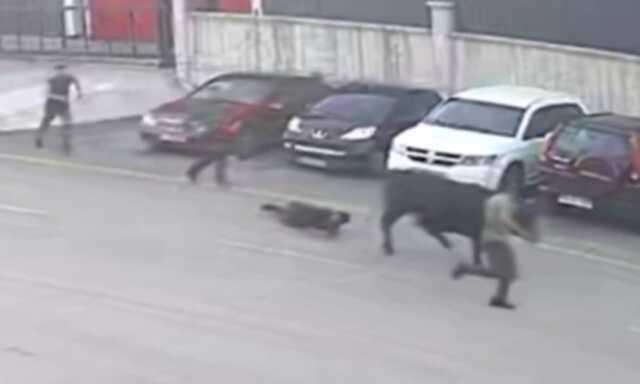 Erzurum'da Pazara Kaçan Boğa Otomobil Tamirhanesinde Yakalandı