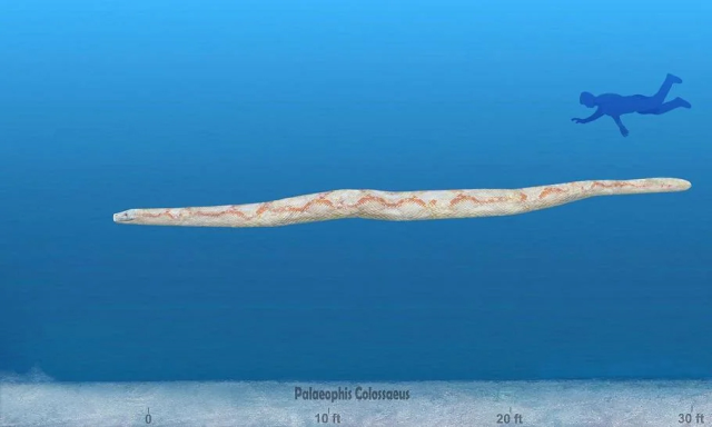 Dünyanın en büyük deniz yılanı! Boyu 12 metreden uzun, köpekbalıklarıyla besleniyor