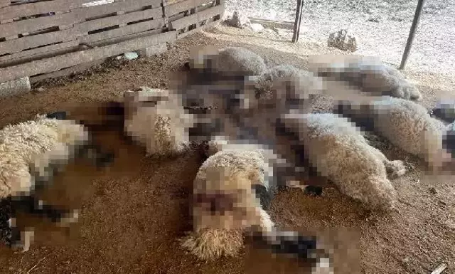 Başıboş köpekler ahırdaki 19 kuzuyu telef etti