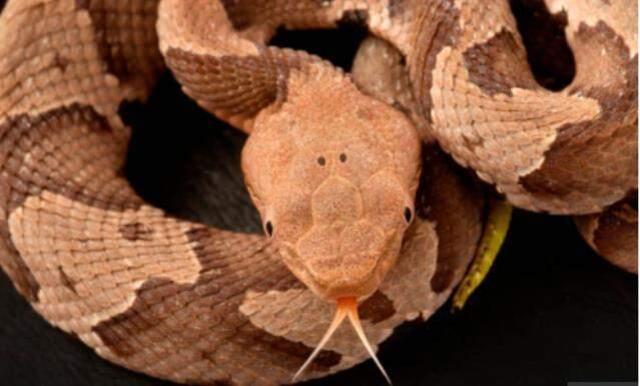 Dünyanın en ölümcül yılanı ormanda ortaya çıktı! Kendini öyle bir gizliyor ki kimseye görünmüyor