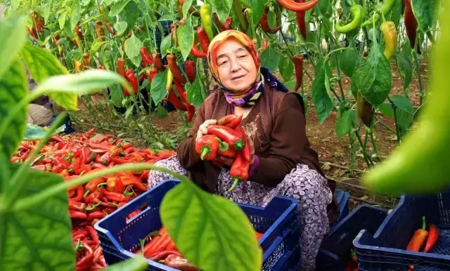 Kırmızı biber tarlada 12, markette 25 lira! Aradaki farka üretici bile tepkili