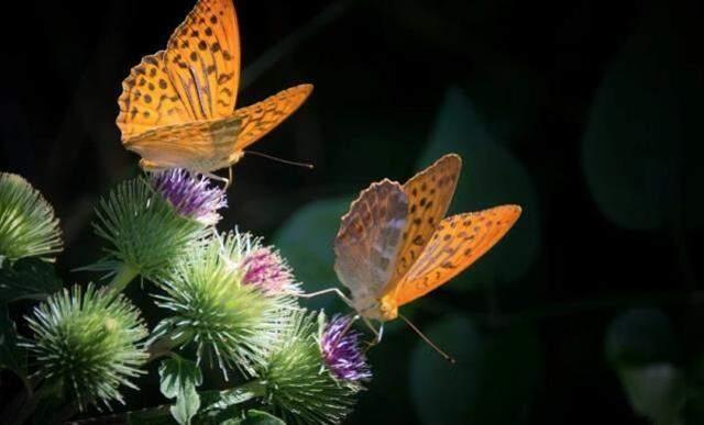 Rüyada kelebek görmek, rüyada kelebek öldürmek, rüyada kelebek yakalamak ne anlama gelir? Rüyada kelebek görmek hayırlı mıdır?