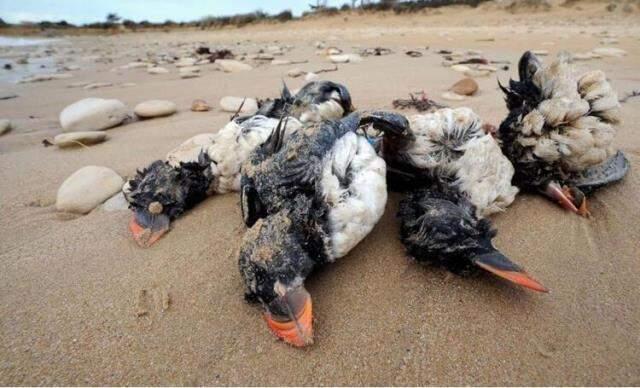 Rusya'da 8 bin ölü kuşun sahile yağdığı görüntüler korkuttu! Dünya basını yaşananlara 'kıyamet' dedi