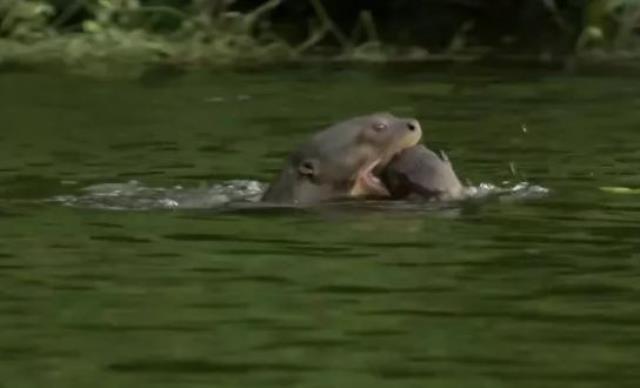 Dev timsah çantada keklik sanıp anne su samuru ve yavrularına saldırdı, sonra olanları kimse tahmin edemiyor