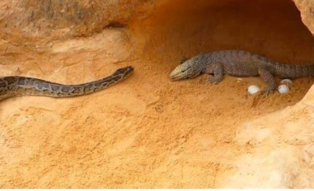 Yavrularına göz dikilince gözü dünyayı görmedi! Komodo ejderi ile pitonun ölümcül savaşı