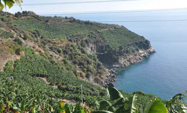 Bahçesine ektiği 12 ağaçtan 200 bin lira gelir elde etti