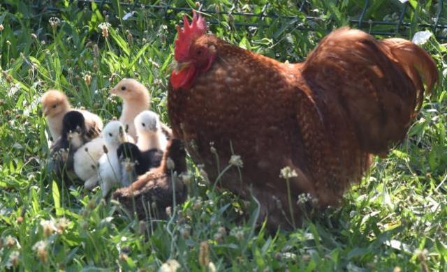 Anneleri köpek tarafından öldürülen civcivlere sahip çıkan horoz, göz yaşarttı