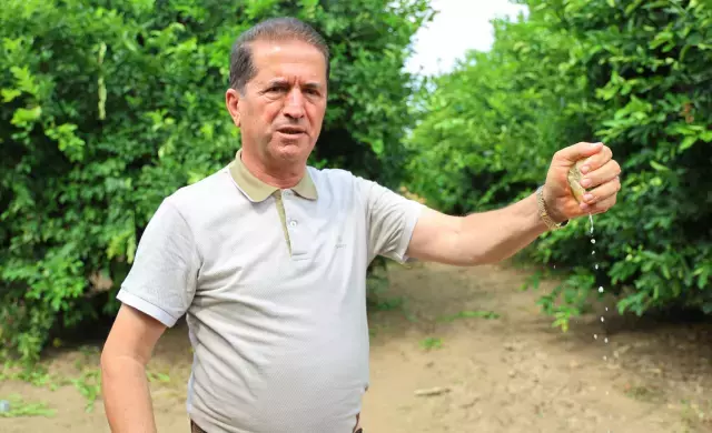Zirai don piyasanın dengesini bozdu, limonun fiyatı 150 TL'yi aştı