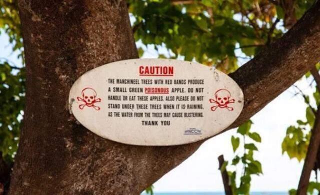 Dünyanın en tehlikeli ağacı! Altında duran ölüyor, meyvesinden tek ısırık alan acı içinde can veriyor