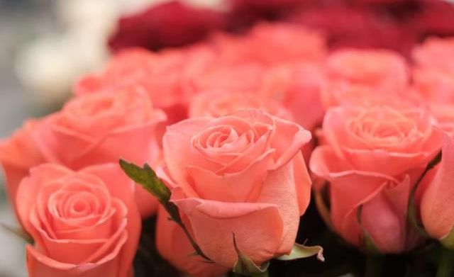 8 Mart Dünya Kadınlar Günü hediyeleri nelerdir?