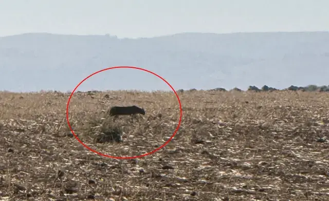 Türkiye'nin en zor görülen hayvanı! Bu kez Şırnak'ta görüntülendi