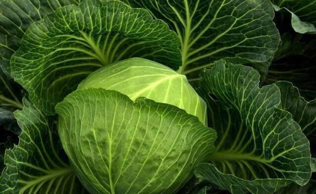 Rüyada lahana görmek ne demektir? Rüyada lahana görmek ne anlama gelir?