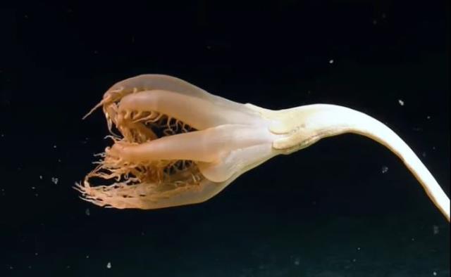 Kâinatta eşi benzeri yok! Bilim insanları garip kolları olan yeni canlı keşfetti