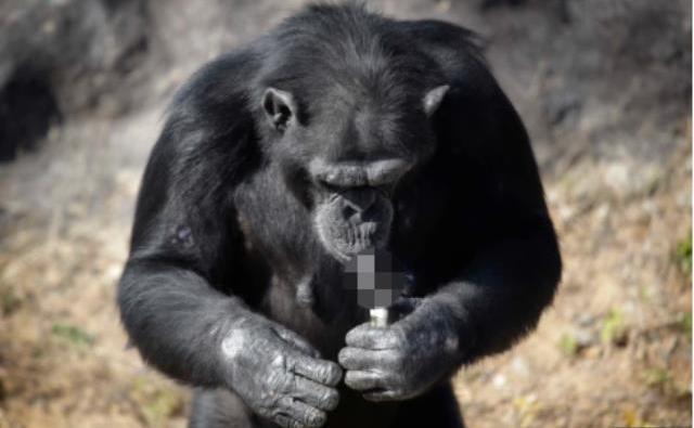 Günde 40 paket sigara içen şempanze Açelya'nın kahreden hikayesi