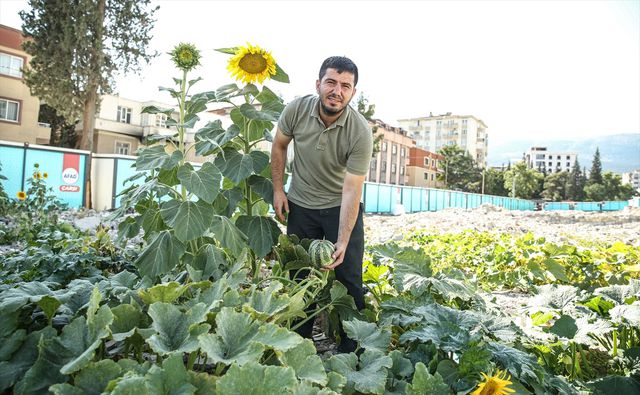Deprem bölgesinde konteynerler arasında kabak, ayçiçeği ve nohut filizlendi