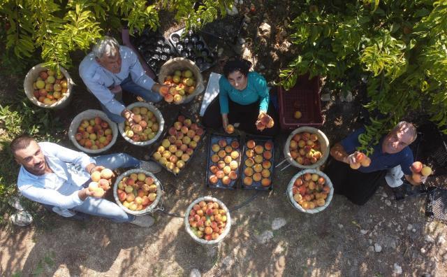 Makas gittikçe açılıyor! Tarladan geçen yılın yarı fiyatına çıkan şeftali, markette 6'ya katlanıyor