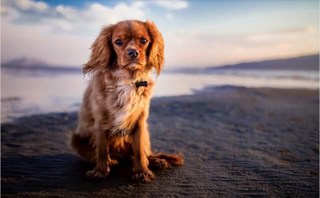 Rüyada köpek görmek ne anlama gelir? Rüyada köpek kovalamak nasıl yorumlanır?